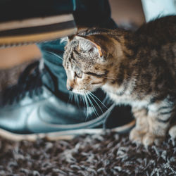 Close-up of a cat looking away