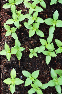 High angle view of plants growing in farm