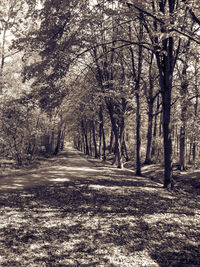 Dirt road passing through forest