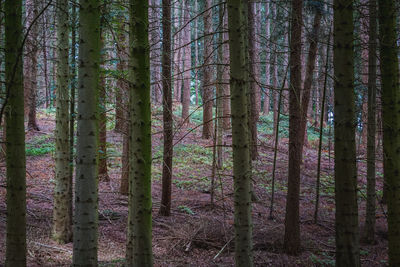 Pine trees in forest