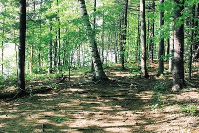 Trees in forest