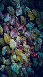 Full frame shot of multi colored flowering plant