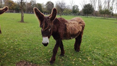 Horse standing on field