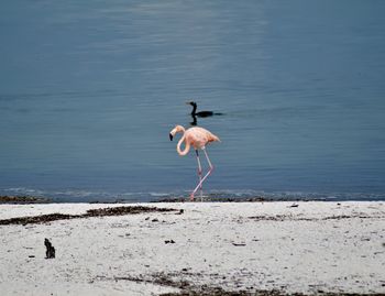 Flamingo on beach