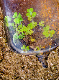 Plants growing on rock