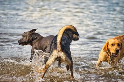 View of dog on wet shore