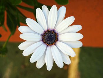 Close-up of white flower blooming outdoors