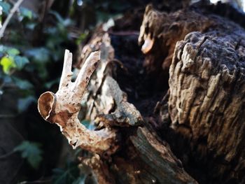 Close-up of tree trunk