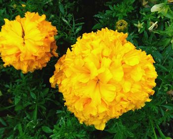 Close-up of marigold blooming outdoors