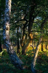 Trees in forest