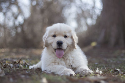 Close-up of dog sitting outdoors