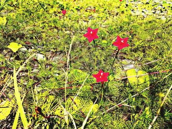 High angle view of red flowering plants on land