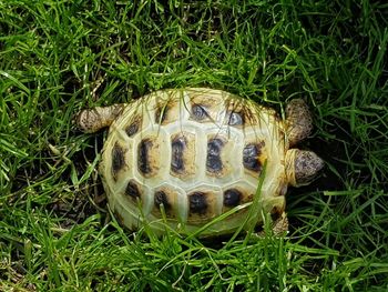 High angle view of tortoise on grass