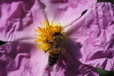Close-up of bee pollinating on pink flower