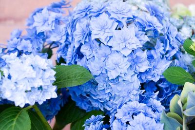 Close-up of purple hydrangea plant