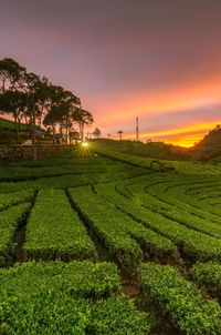 Scenic view of agricultural field against sky during sunset