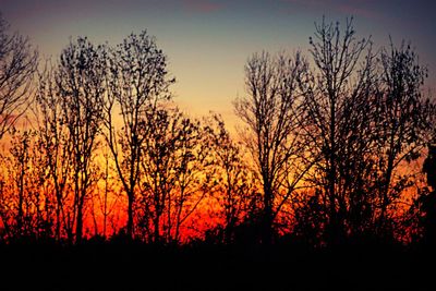 Silhouette trees against sky during sunset