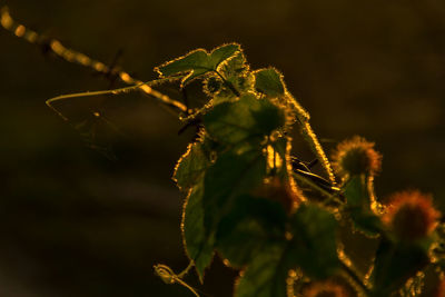 Close-up of plant