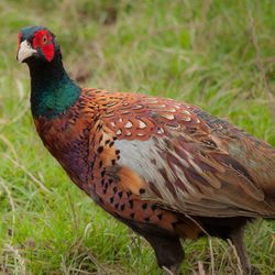 Close-up of pheasant on grassy field