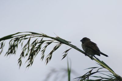 Low angle view of bird perching on plant against sky