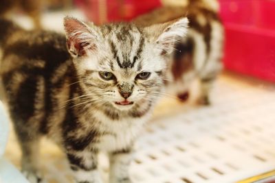 Close-up portrait of cat