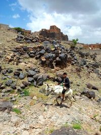 High angle view of dog on rock