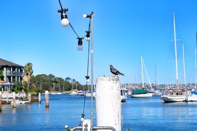 Seagulls perching on ship by sea against clear blue sky