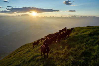 View of horse on field during sunset