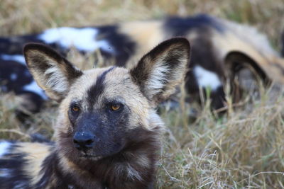 Close-up of african wild dog on field