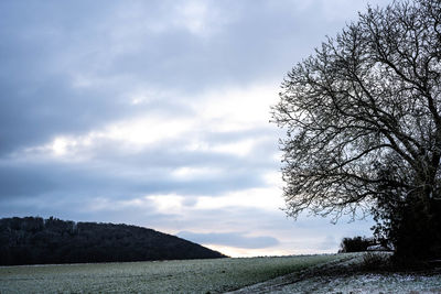 Plants growing on land against sky