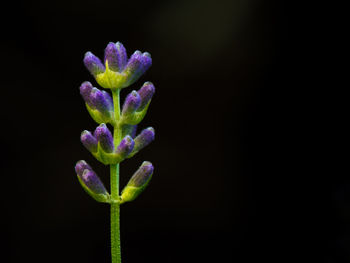 Close-up of purple flower against black background