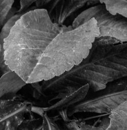 Close-up of autumn leaves