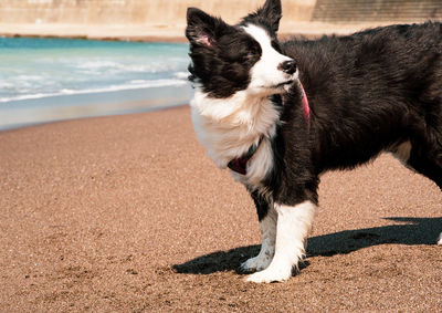 Full length of a dog on beach