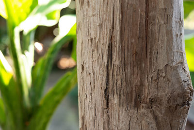 Close-up of lizard on tree trunk