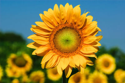 Close-up of yellow sunflower against sky