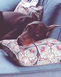 Dog lying on bed