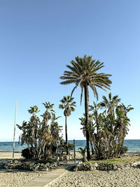 palm tree