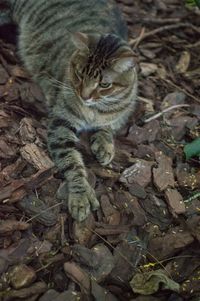 Full frame shot of cat