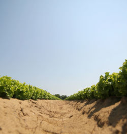 Surface level of agricultural field against clear sky