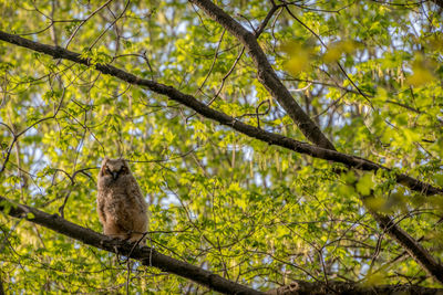Low angle view of bird perching on tree