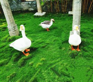 High angle view of bird on grass