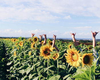 Yellow flowers blooming on field against sky