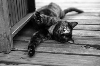 Cat on wooden floor