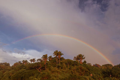 Low angle view of rainbow over trees against sky