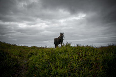 Dog standing on grassy field against cloudy sky