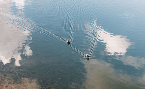 High angle view of ducks swimming in lake