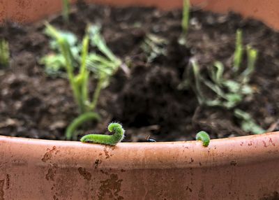 Close-up of insect on plant