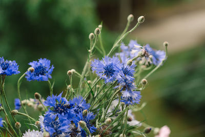 Cornflowers in blue, purple, pink, burgundy.