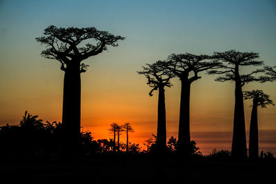 Silhouette trees against clear sky during sunset