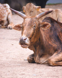 Close-up of a horse